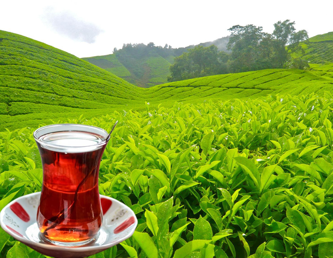 Rize’nin Doğal Çay Tarlalarından Sofranıza: Çaykur’un Hikayesi